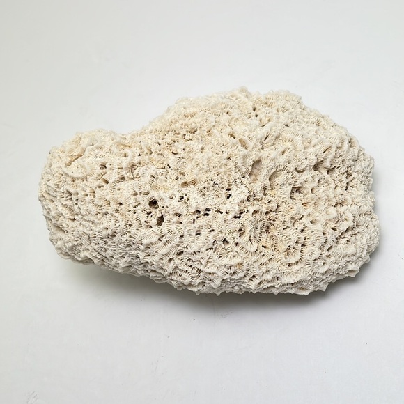 Fossil Rock Coral - Picture 10 of 10